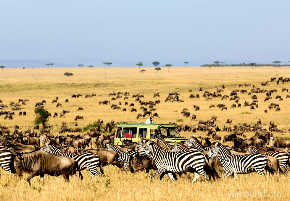 Phong cảnh safari ở Kenya