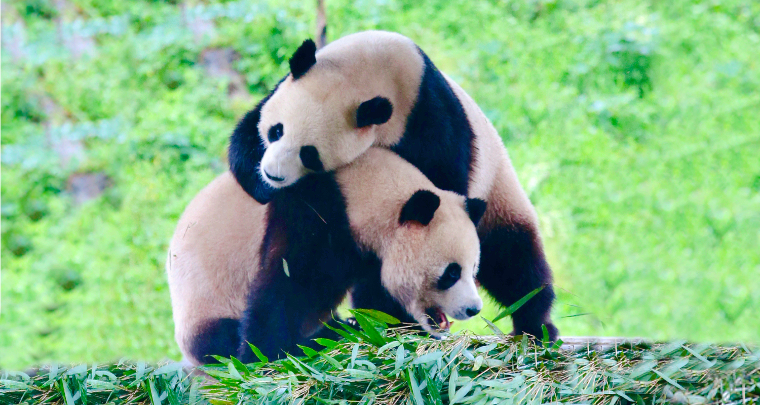 Vườn thú hoang dã Loan Xuyên