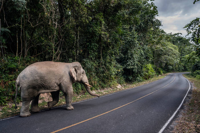 Voi rừng tự do trong thiên nhiên Khao Yai