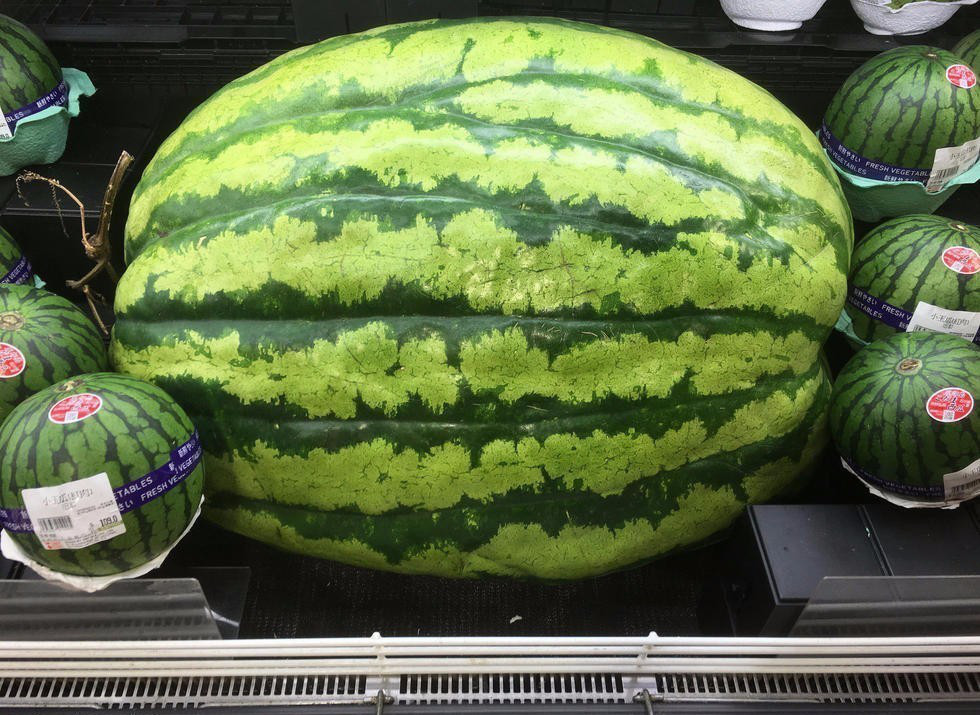 Nhiều người đàn ông đang cố gắng khiêng một trái dưa hấu khổng lồ