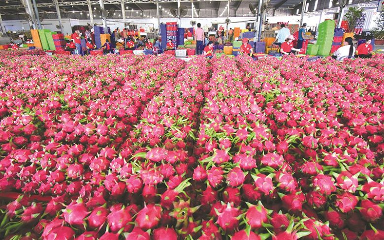 Ông Tạ Chính Giang tự hào đứng bên cạnh trái dưa hấu khổng lồ của mình