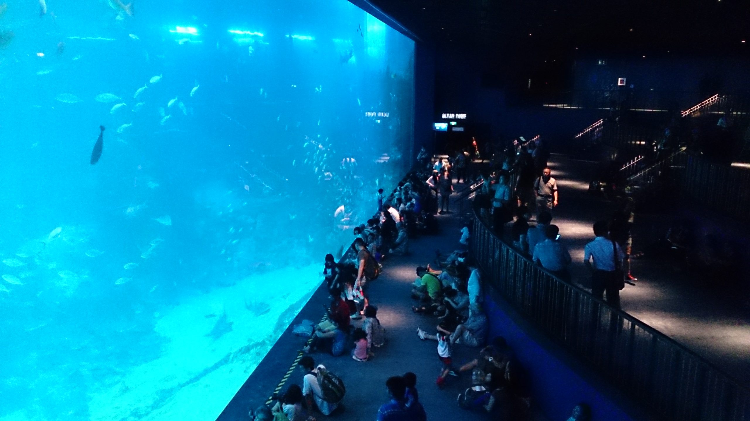Đường hầm kính tại S.E.A Aquarium