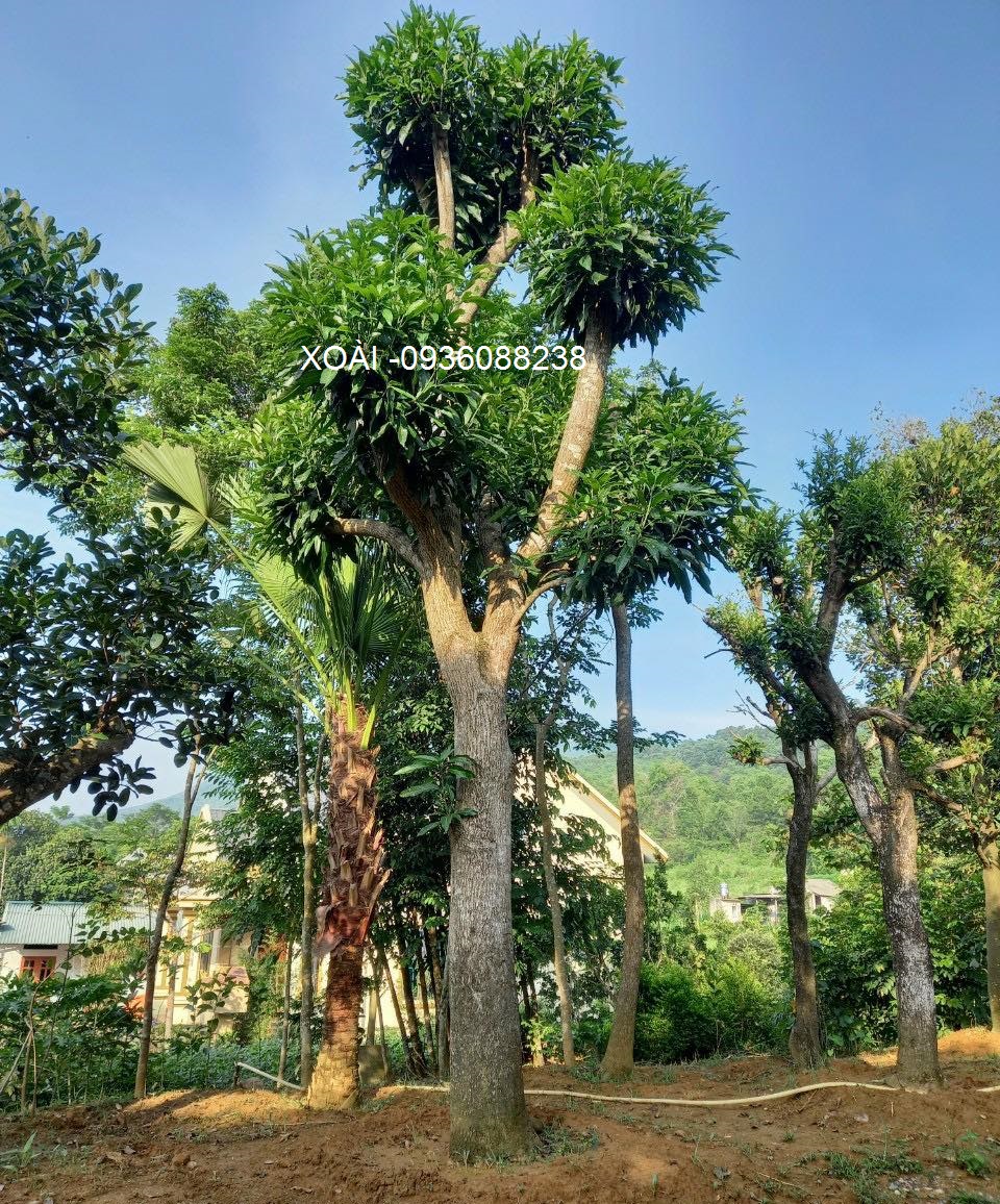 Tán lá rộng lớn của cây xoài cổ thụ, xanh tốt quanh năm