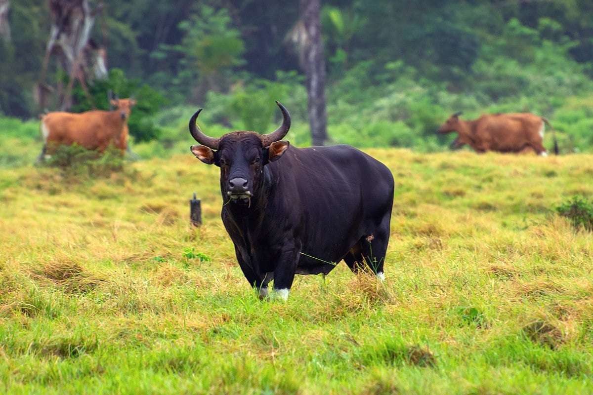 Bò rừng bizon ở Yellowstone