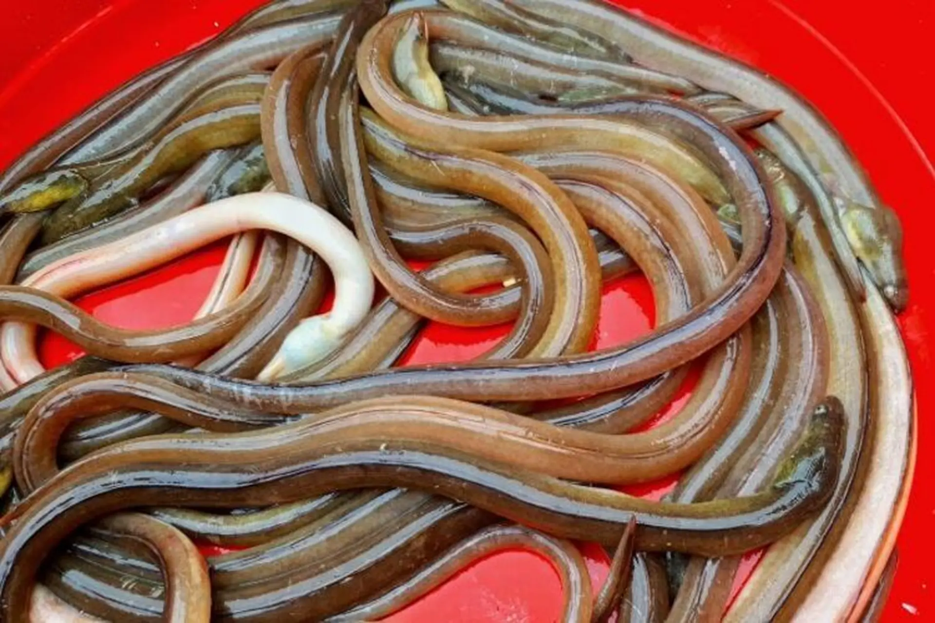 Con cá nhệch da trơn, nguyên liệu chính của món gỏi