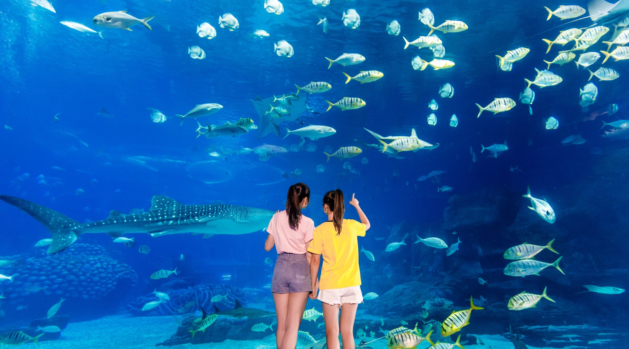 Đường hầm kính với cá mập tại Aquaria KLCC