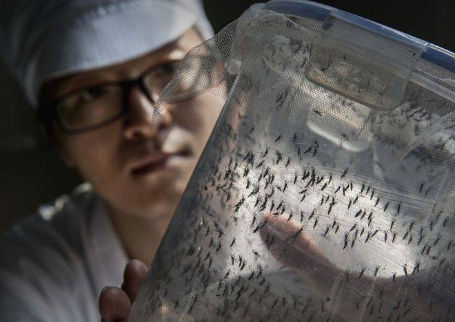 Chuyện khó tin ở Brazil: Thăm nhà máy… nuôi hàng trăm triệu con muỗi để diệt sốt xuất huyết! 🦟