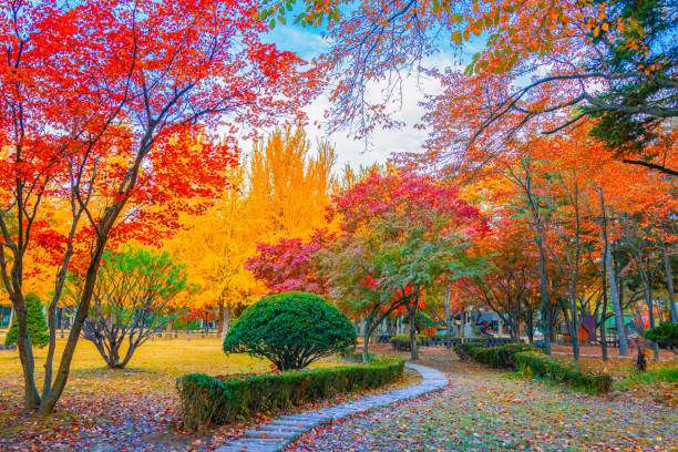 Con đường ngập lá vàng mùa thu trên đảo Nami