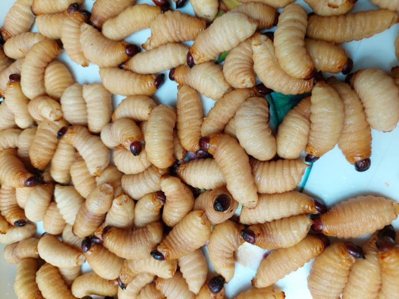 Đuông dừa sống trong bát nước mắm