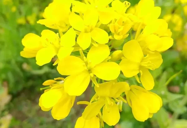 Du khách giữa cánh đồng cải dầu