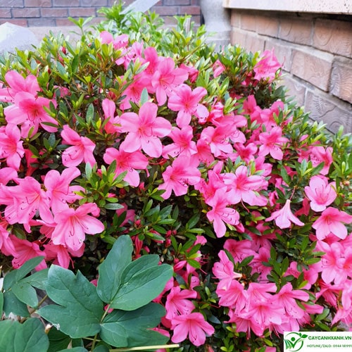 Những chùm hoa Đỗ Quyên tím biếc nở rộ