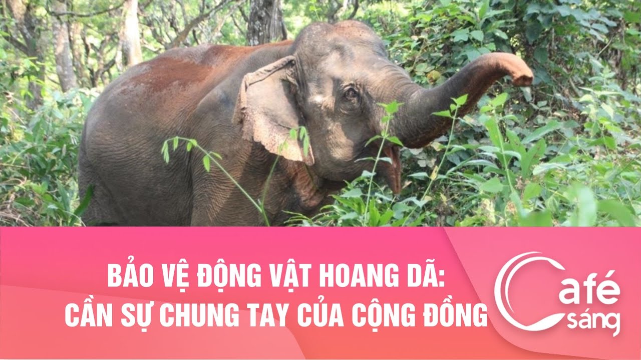 Chú voi rừng bị thương đang được cứu chữa tại Khao Yai