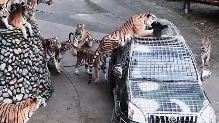 Cho động vật ăn từ xe chuyên dụng