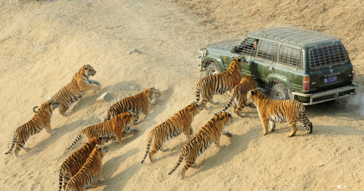 Du khách tương tác với thú dữ