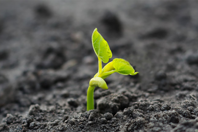 Biểu tượng sự kiên cường