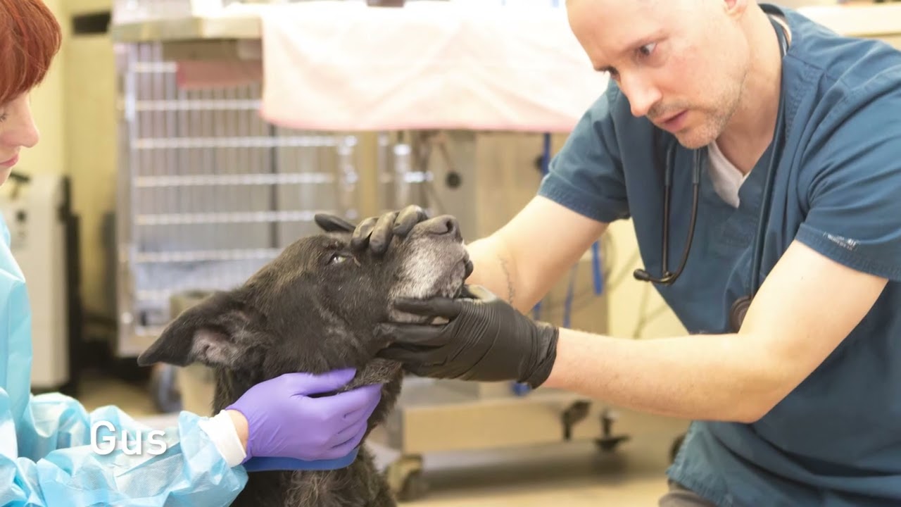 Sư tử trong môi trường ẩm ướt