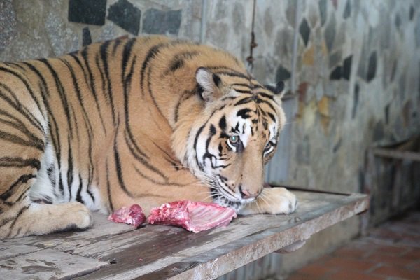 Huấn luyện thực chiến với thú dữ