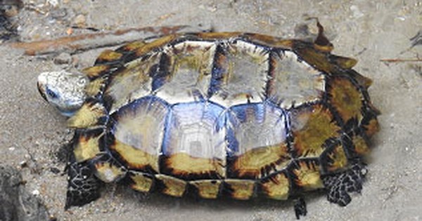 Núi rùa khổng lồ: Sự thật đằng sau bức ảnh triệu like và lời nhắn gửi đến hội mê xê dịch!