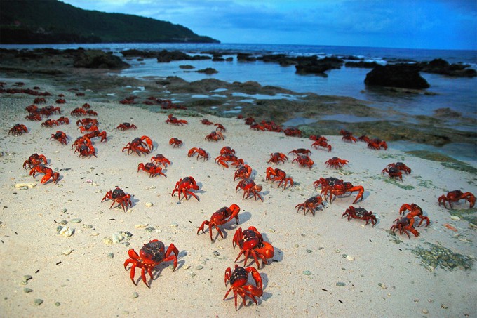 Cảnh quan thiên nhiên tươi đẹp của Đảo Christmas với những rặng cây xanh và đường mòn