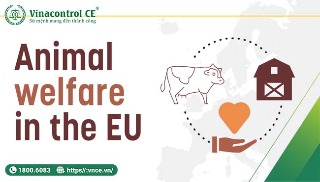 Bàn tay con người chăm sóc động vật