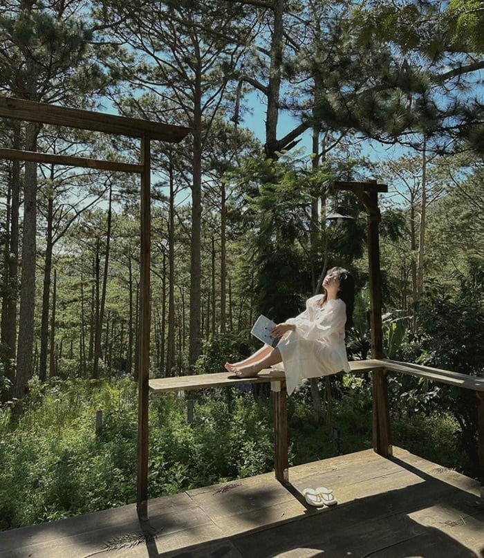 Đồi thông xanh mướt Đà Lạt