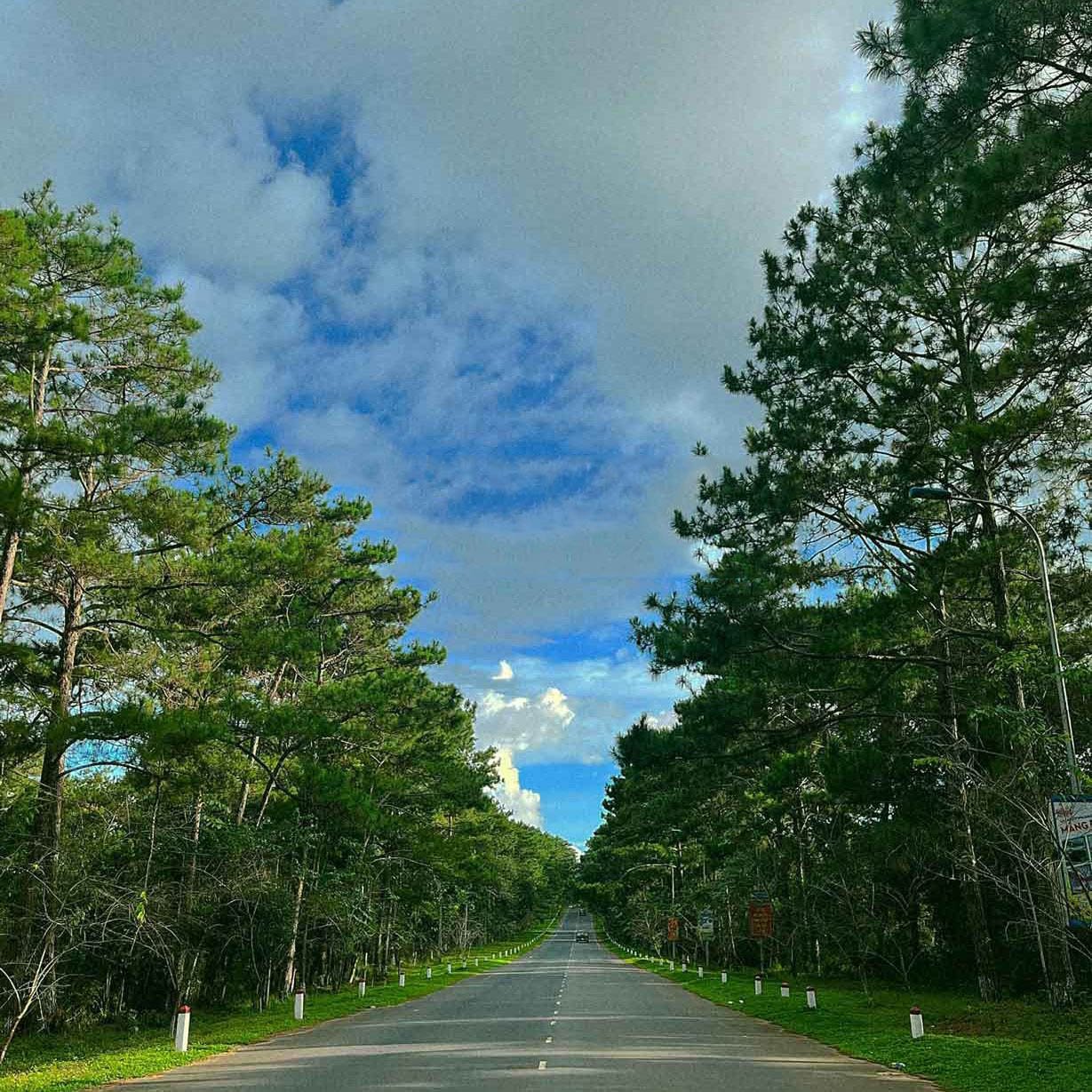 Rừng chết Măng Đen trong sương sớm