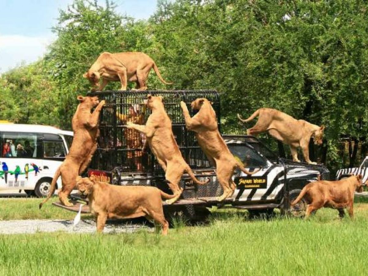 Chuyện buồn ở Safari World Bangkok: Lời nhắc nhở đau lòng về an toàn và phúc lợi động vật