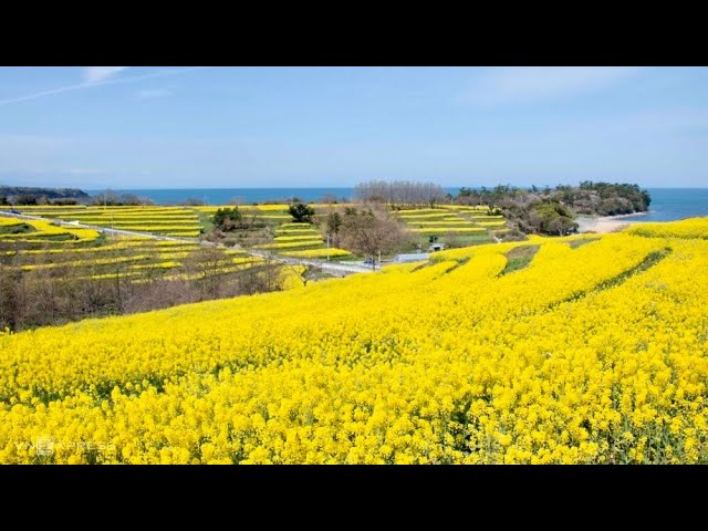 Biển hoa cải dầu ở Jeju