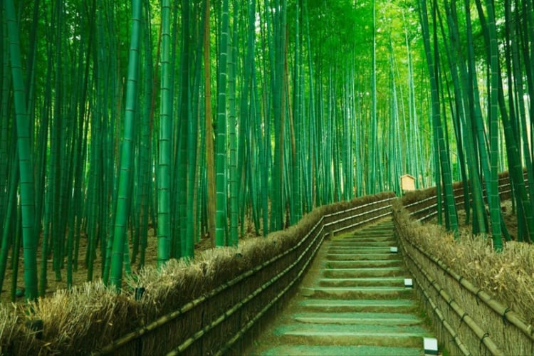 Khung cảnh yên bình của rừng tre Sagano, Kyoto
