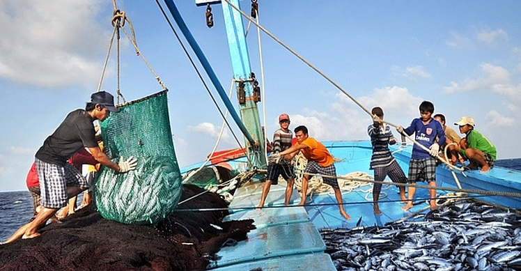 Tàu cá đang hoạt động trên biển