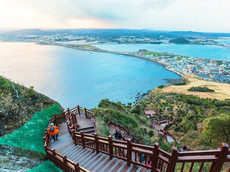Vườn quýt trĩu quả ở Jeju