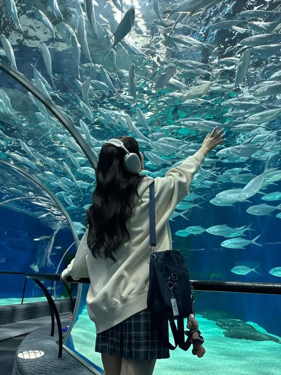 Đường hầm kính dưới nước với cá bơi lội phía trên